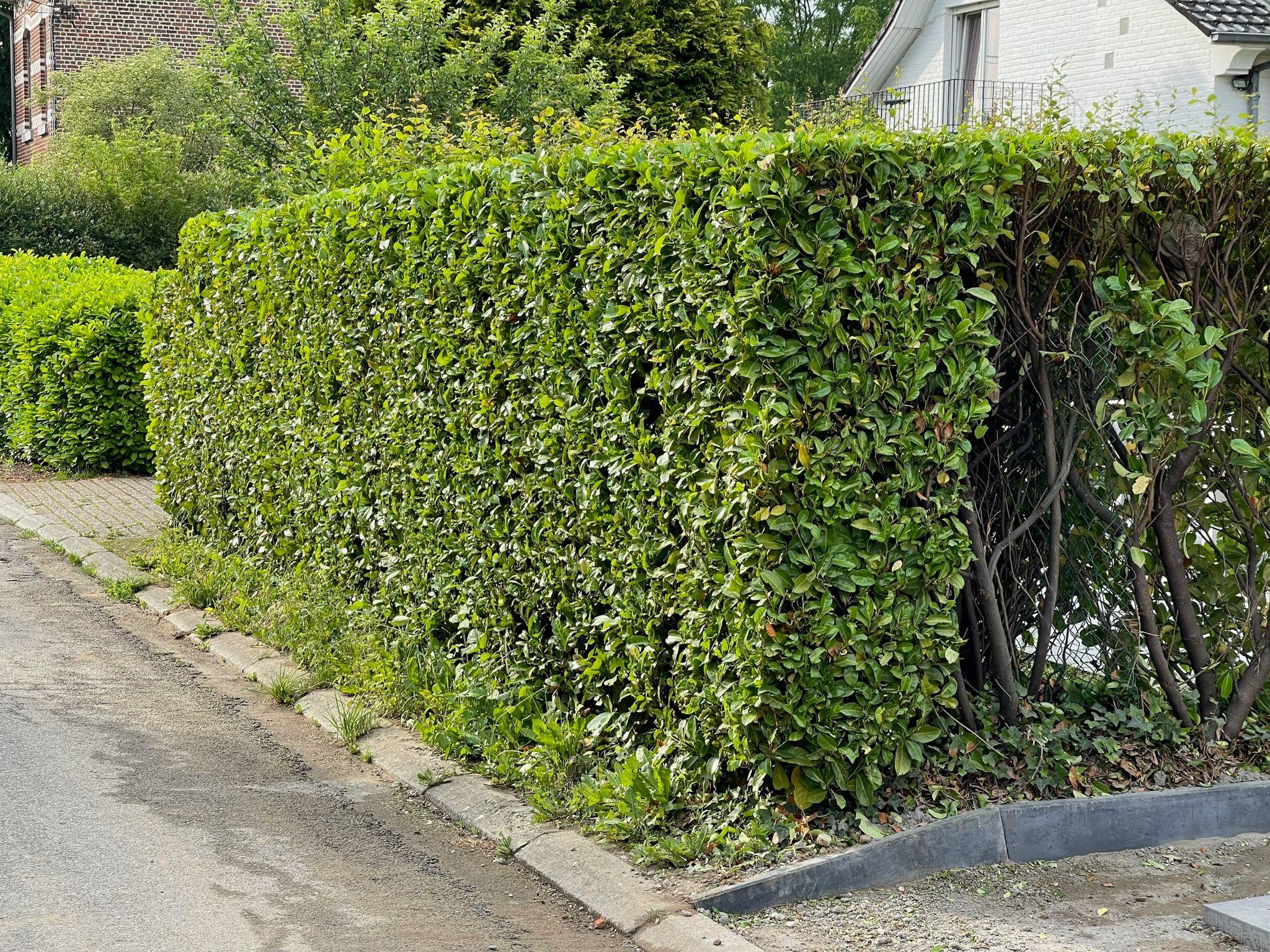 Jardin transformé